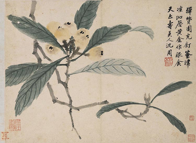 明 沈周 卧游图册10枇杷 高清图下载