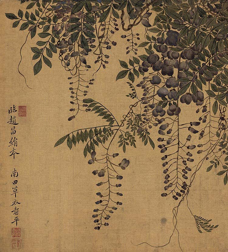 清 恽寿平 花卉十开-06紫藤 高清图下载