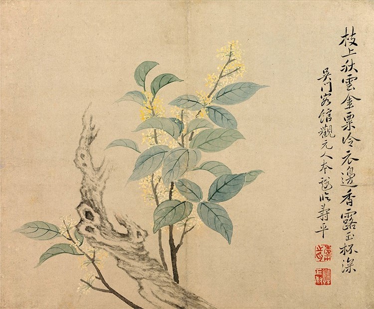 清 恽寿平 花卉册（纳尔逊美术馆藏）桂花