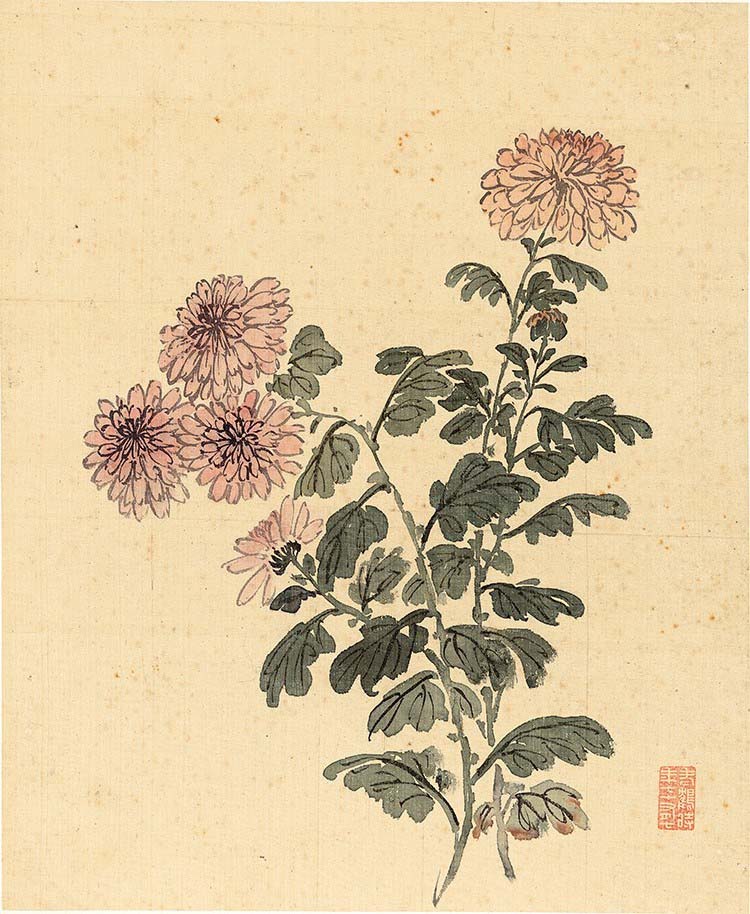 清 杨晋-花鸟十二开-9 菊花 高清图下载