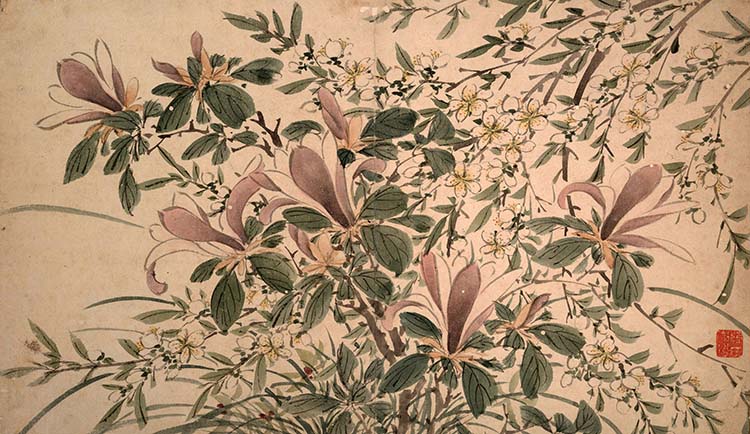 明 陈淳 花卉图08玉兰花 国画高清图下载